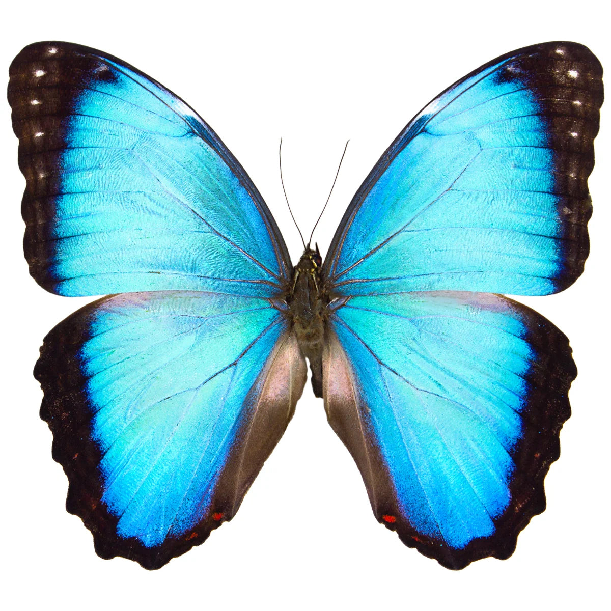 Oct 10 | Introduction to Specimen Preservation with Mickey Alice Kwapis: Morpho Butterflies