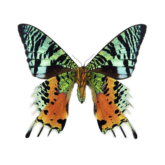 Oct 10 | Introduction to Specimen Preservation with Mickey Alice Kwapis: Sunset Moths