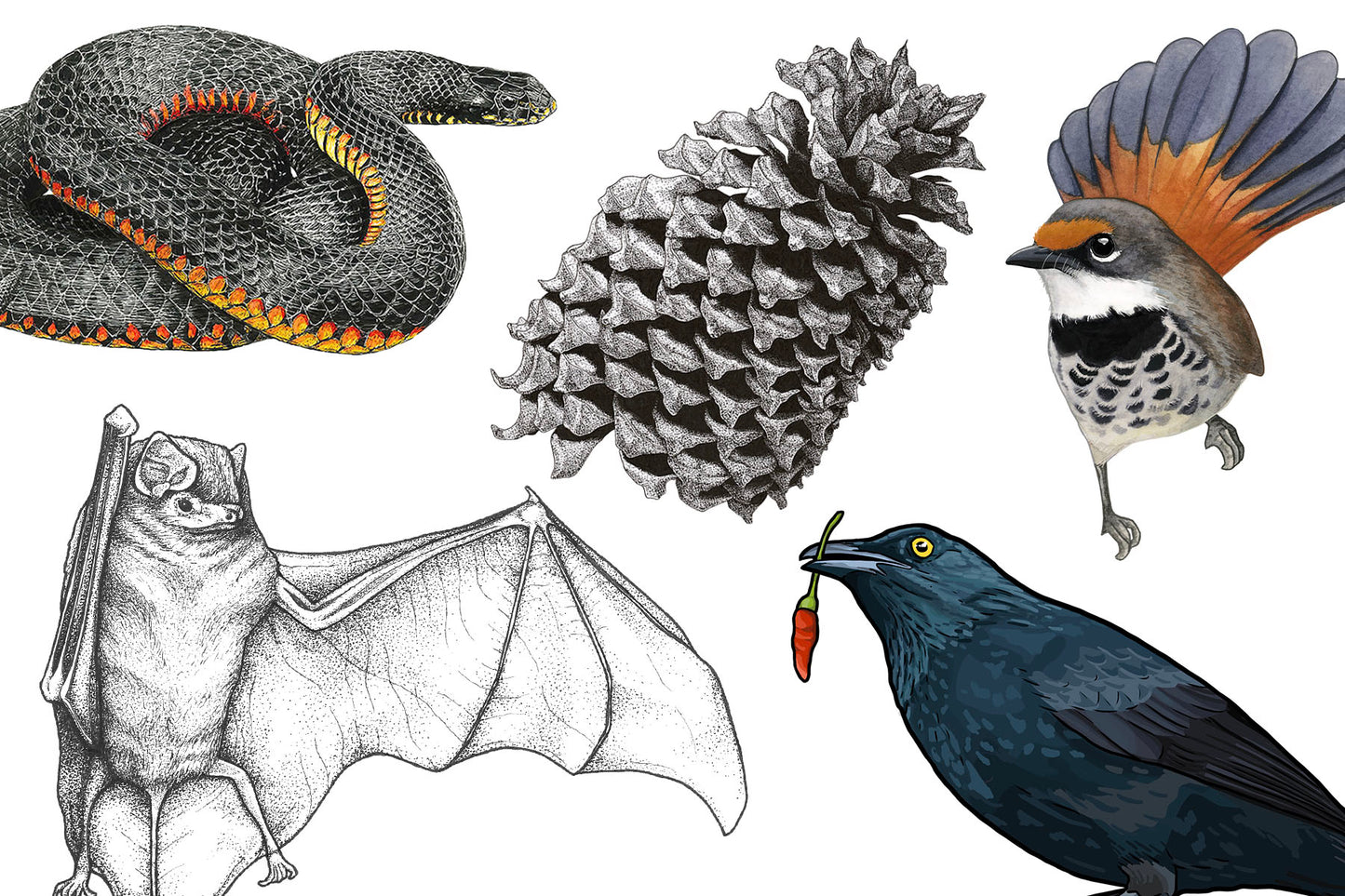 JUN 27 | Introduction to Scientific Illustration with Madison Mayfield
