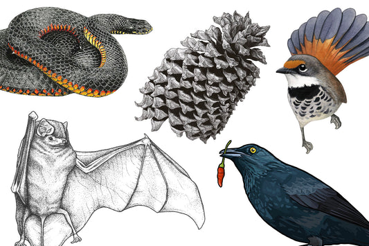 JUN 27 | Introduction to Scientific Illustration with Madison Mayfield