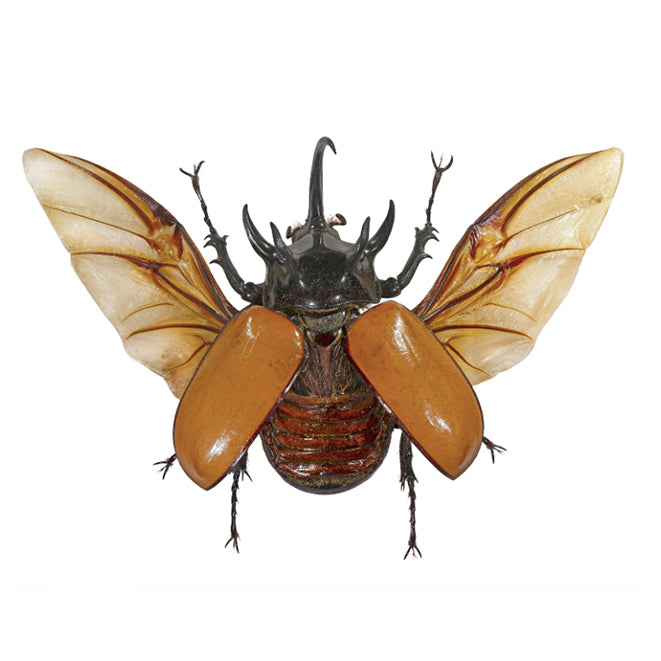 Oct 10 | Introduction to Specimen Preservation with Mickey Alice Kwapis: Five-Horned Rhinoceros Beetles
