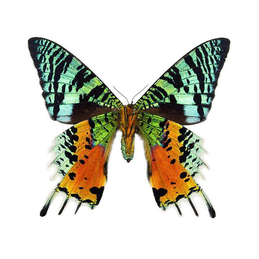 Oct 10 | Introduction to Specimen Preservation with Mickey Alice Kwapis: Sunset Moths